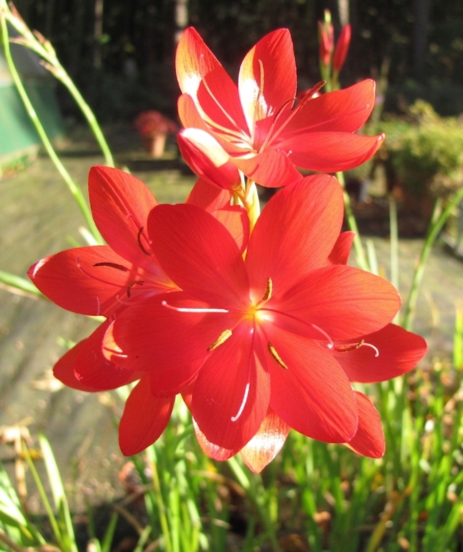 Hesperantha coccinea 'Major'